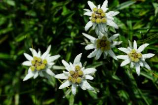 Edelweiß im Balkangebirge. Foto: AdobeStock