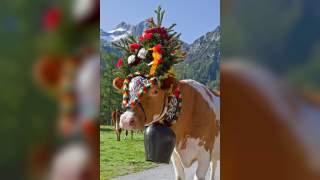 traditionen_alpen_almabtrieb_adobestock_35908272.jpeg