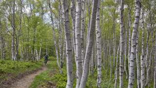 Ein Mountainbiker fährt auf einem schmalen Waldweg durch einen Birkenwald mit grünem Laub. Die Bäume sind schlank und dicht an dicht aufgestellt.