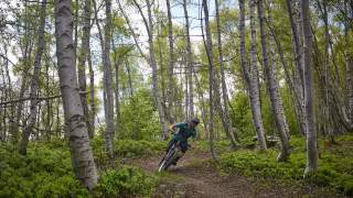Ein Mann fährt mit dem Mountainbike in schützender Ausrüstung einen schmalen Waldpfad zwischen Birken hinunter. Die Umgebung ist grün und voller sommerlicher Blätter.
