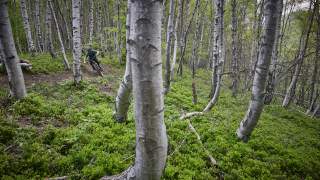 Ein Mountainbiker fährt auf einem schmalen Pfad durch einen dichten Birkenwald mit grünem Unterholz. Die Bäume haben helle Stämme, der Boden ist leicht abschüssig.