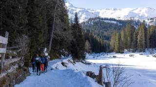 Gruppe von Menschen wandert auf einem verschneiten Waldweg mit Skiern, umgeben von Tannen und schneebedeckten Bergen im Hintergrund.