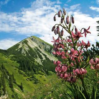 Es ist ein Blume im Vordergrund zu sehen und ein Berg im Hintergrund