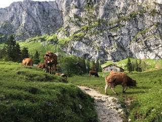 Bergweg mit Hütte und Kühen