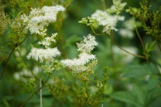 Pflanze mit kleinen weißen Blüten