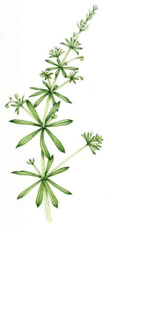 Klettenlabkraut