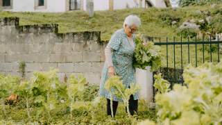 Ältere Frau erntet Kohlköpfe in Garten