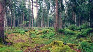 Märchenhafte Stimmung auf dem Westweg im Schwarzwald