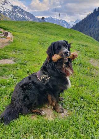 Ein großer schwarzer Hund mit einem Knochen im Maul, auf einer Wiese.