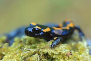 Feuersalamander in Nahaufnahme