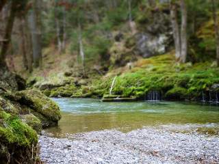 Klarer Bergbach in Waldlandschaft