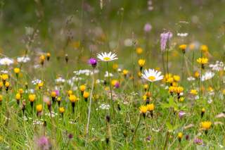 Bunte Blumenwiese