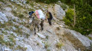 Mann führt beladenes Packpferd auf steinigem Gebirgspfad entlang eines Hangs mit Felsen und Nadelbäumen.
