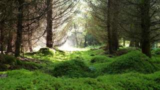 Moosiger Waldboden auf den die Sonne scheint