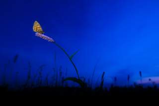Schmetterling sitzt in der Dämmerung auf Blume Schmetterling sitzt in der Dämmerung auf Blume