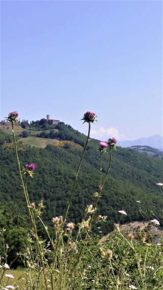 Assisi, genauer die Basilika San Francesco, ist schon von weitem zu erkennen. Foto: Martina Lenzen-Schulte