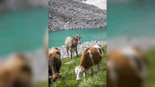Drei Kühe vor einem smaragdfarben leuchtenden Bergsee.