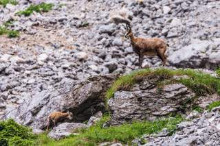 Gams mit Jungem in Geröllfeld