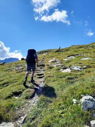 Mensch wandert über Wiese mit Schafen