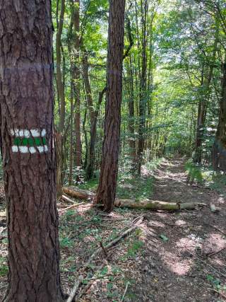 Wanderweg im Wald