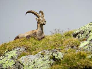 Steinbock liegt im Gras