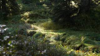Grüne Wellen im Morgenlicht: Das Gras neigt sich geradezu in Richtung des kleinen Bächleins auf dem Wiegensee-Themenweg.