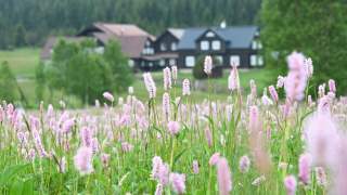 Blühende Wiese mit vielen rosa Blumen im Vordergrund, im Hintergrund schwarze Holzhäuser und ein Wald.
