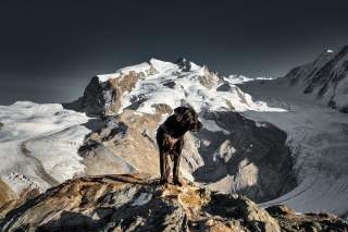 Labrador in karger Berglandschaft vor Gletscher
