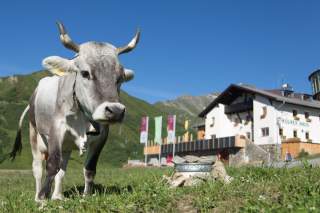 Kuh vor Alpenvereinshütte in den Bergen