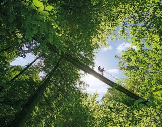 Zwei Menschen auf Hängebrücke im Wald