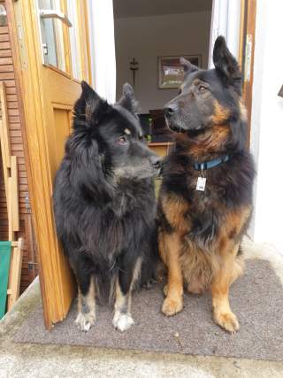 Zwei ältere, große Hunde sitzen in einer Hauseingangstür.