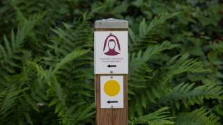 Wegweiser-Pfosten im Wald mit dem Schriftzug „Hildegard von Bingen Pilgerwanderweg“ und zwei Pfeilen, die nach links zeigen.