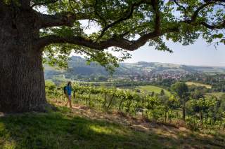 Frau wandert unter einer großen, alten Eicheam Hang mit Blick auf ein Dorf und umliegende grüne Hügel.