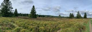 Hochheide im Rothaargebirge