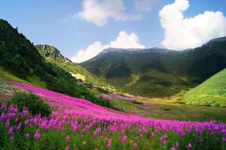 Frühsommerwiese in der Hohen Tatra. Foto: Gllen/Pixabay