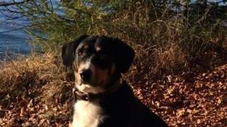 Ein schwarzer Hund mit heller Brust sitzt vor einem Gewässer.