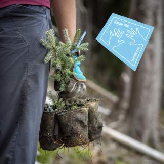 Mensch mit Gartenhandschuhen und Setzlingen
