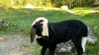 Ein schwarzes Lamm mit weißen Kopfpartien und einer weißen Schwanzspitze auf einer Wiese.