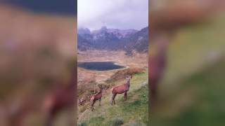 Eine Rotwildkuh mit ihrem Kitz auf einer Bergwiese vor einem Gebirgssee.
