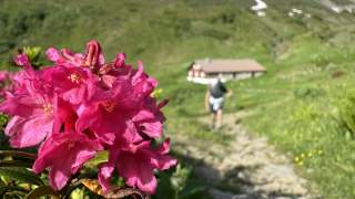 Pinke Blumen, im Hintergrund Wanderer der von Berghütte wegläuft