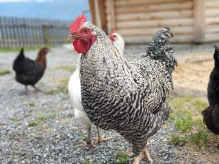 Verschiedenfarbige Hühner im Freigehege.