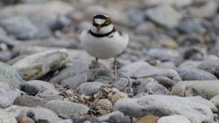 Vogel Flussuferläufer am Nest mit seinen frischgeschlüpften 2 Küken