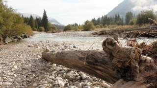 großer angeschwemmter Baumstamm auf Kiesbett in der oberen Isar