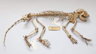 Skelett eines kleinen Panda oder Katzenbären (Ailurus fulgens) aus Nepal.