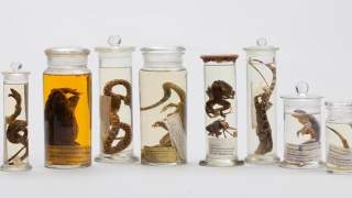 Amphibien und Reptilien aus dem Himalaya in Glasgefäßen - Aus der Sammlung Schlagintweit.
