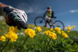 Ein Finger zeigt auf gelbe Blumen, im Hintergrund ist ein Fahrrad zu sehen
