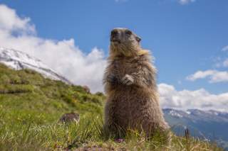 Wir müssen die Natur schützen, damit uns diese und viele weitere Alpenbewohner noch lange erhalten bleiben. Foto: DAV/Karl Seidl