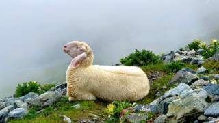 Ein Schaf liegt in nebliger Gebirgslandschaft auf einer mit Felsen übersäten Wiese.