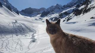 Eine Hauskatze vor einer tief verschneiten Hochgebirgslandschaft.