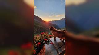 Drei Kühe vor einem smaragdfarben leuchtenden Bergsee.